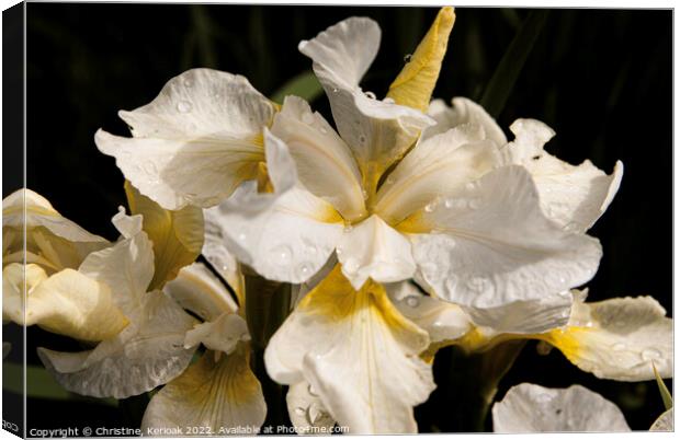 Iris, Dreaming Yellow Canvas Print by Christine Kerioak