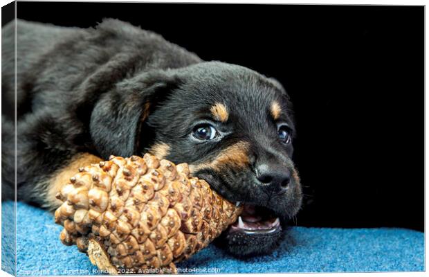 Rottweiler Puppy Chewing On A Pinecone Canvas Print by Christine Kerioak