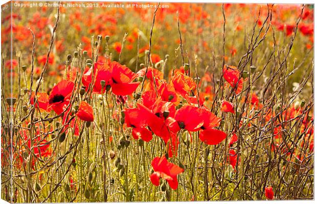 Poppies, buds, flowers and seedheads Canvas Print by Christine Kerioak