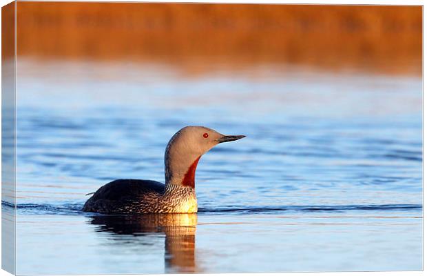 Red-throated diver Canvas Print by Mark Medcalf