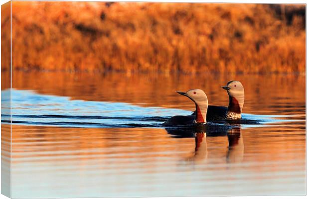 Golden Divers Canvas Print by Mark Medcalf