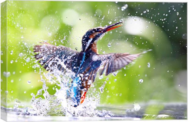 Into the Sun Kingfisher Canvas Print by Mark Medcalf