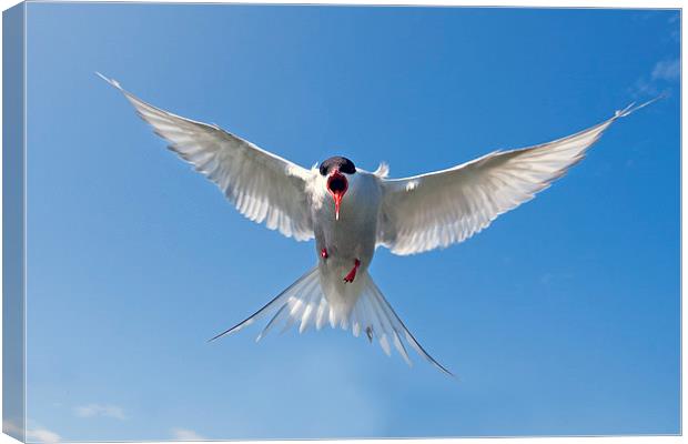 Attack of the Tern Canvas Print by Mark Medcalf