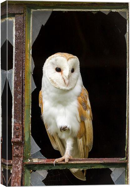 Rough Edges Barn Owl Canvas Print by Mark Medcalf