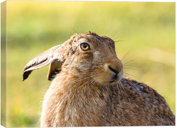 Harry the Hare Canvas Print by Mark Medcalf
