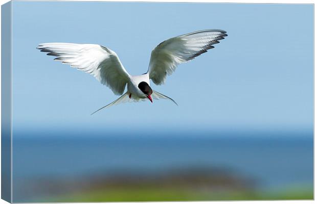 Diving Tern Canvas Print by Mark Medcalf