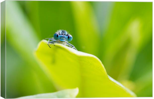 Peep Canvas Print by Mark Medcalf