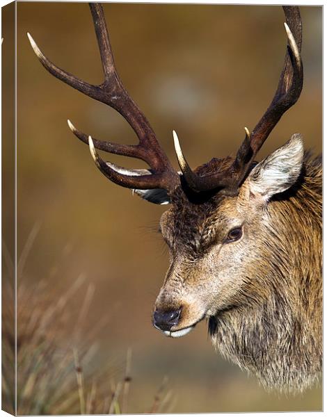 Scottish Stag Canvas Print by Mark Medcalf