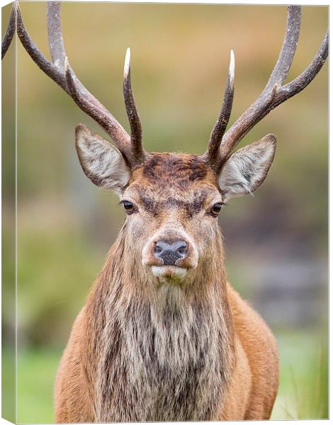 Stag Canvas Print by Mark Medcalf