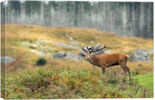 Roar of the Wild Stag Canvas Print by Mark Medcalf