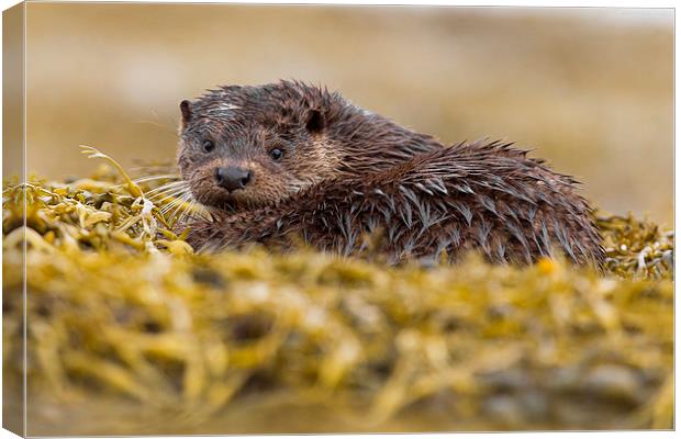 The Wet Look Otter Canvas Print by Mark Medcalf