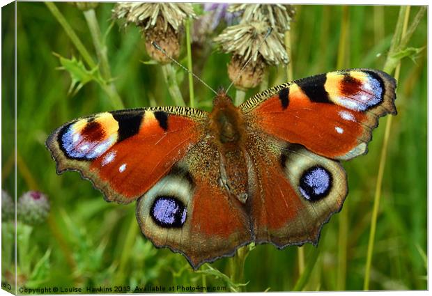 Beautiful Peacock Butterfly Canvas Print by Louise  Hawkins