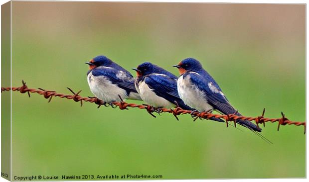 Swallows Resting Canvas Print by Louise  Hawkins