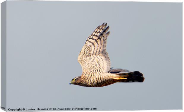 Sparrow hawk in Flight Canvas Print by Louise  Hawkins