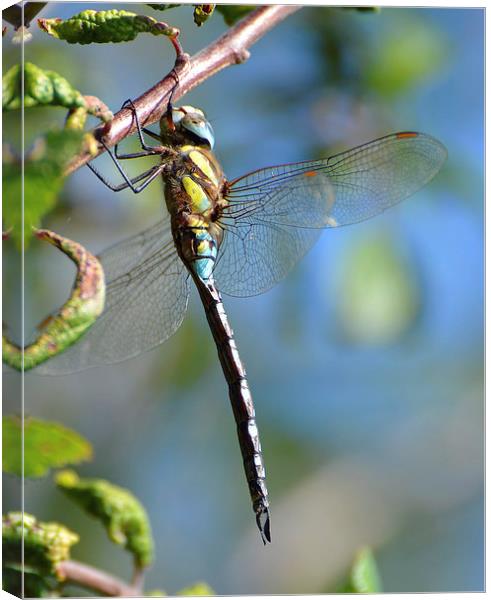 Common Hawker Dragonfly Canvas Print by Louise  Hawkins