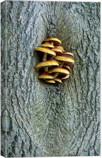 Fungus growing on tree Canvas Print by Louise  Hawkins