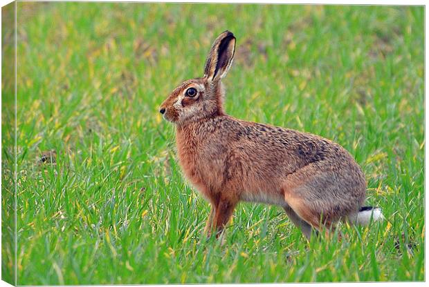 The March Hare Canvas Print by Louise  Hawkins