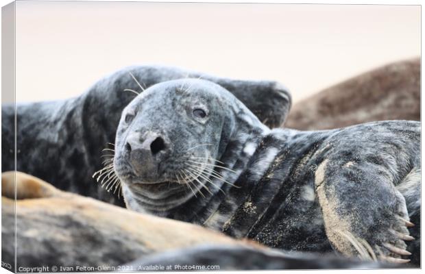  Grey Seal resting Canvas Print by Ivan Felton-Glenn