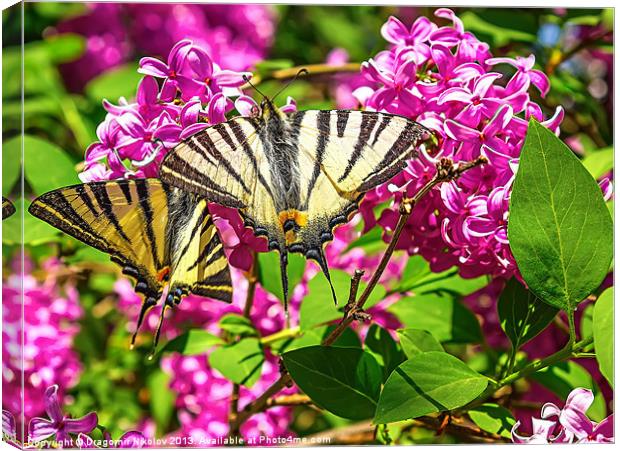 Yellow Tiger Swallowtail butterfly Canvas Print by Dragomir Nikolov