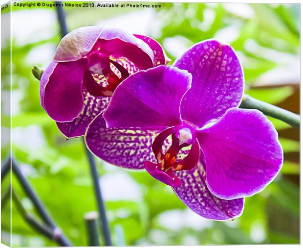 orchids in green background Canvas Print by Dragomir Nikolov