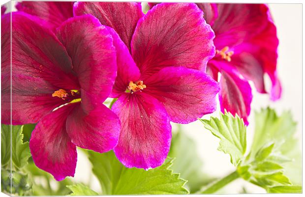 blossoming geranium Canvas Print by Dragomir Nikolov