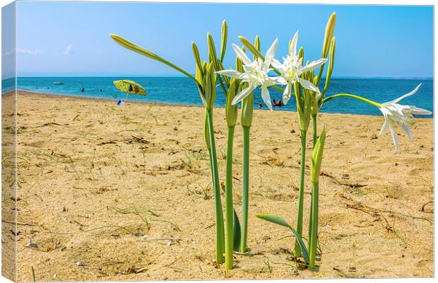  Sea daffodil grows on coastal sands.  Canvas Print by Dragomir Nikolov