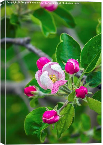 Ðpple tree blossom Canvas Print by Dragomir Nikolov