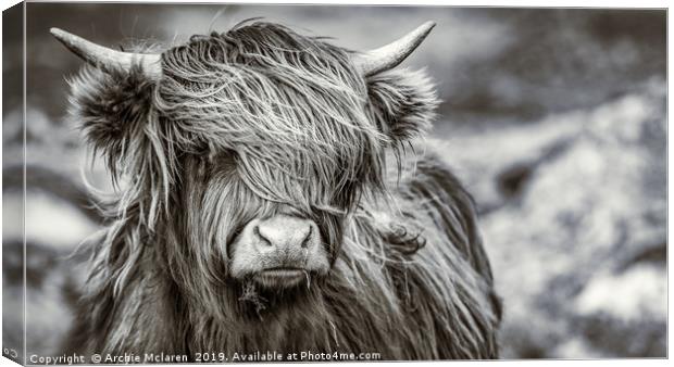 Highland cow  Canvas Print by Archie Mclaren