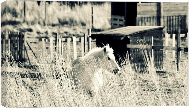 Black and White Beauty Canvas Print by Gabriela Olteanu