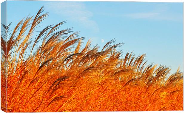 Golden Ears Of Wheat Canvas Print by Gabriela Olteanu
