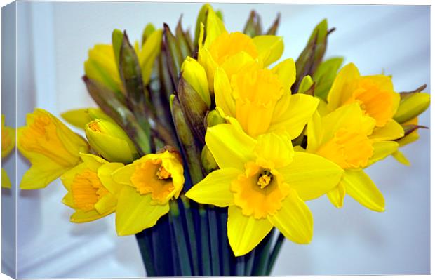 Bunch of Daffodils Canvas Print by Gabriela Olteanu