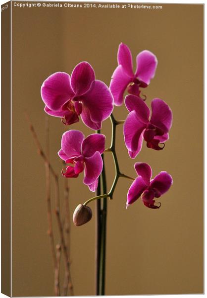 Pink Orchids Canvas Print by Gabriela Olteanu