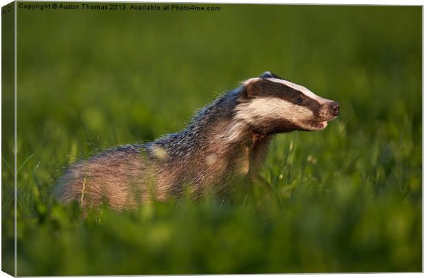 Badger walking in long grass Canvas Print by Austin Thomas