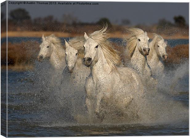 Camargue Horses running in water Canvas Print by Austin Thomas