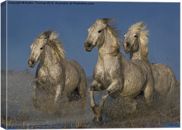 Galloping Camargue Horses Canvas Print by Austin Thomas