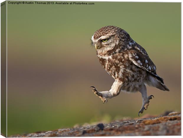 Little Owl late for work Canvas Print by Austin Thomas