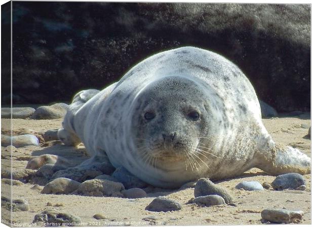 Horsey Gap Seal Pup Canvas Print by chrissy woodhouse
