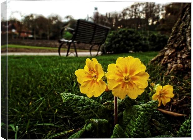 primroses in the park Canvas Print by chrissy woodhouse