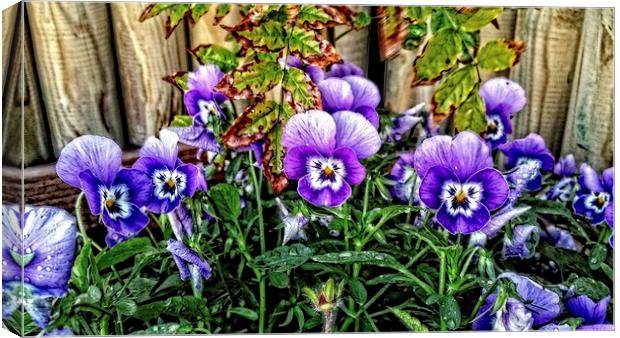 pansy people Canvas Print by chrissy woodhouse