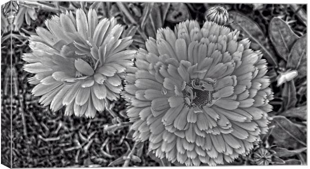 dahlias in selenium Canvas Print by chrissy woodhouse