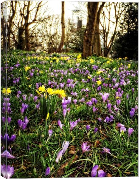 spring time carpet Canvas Print by chrissy woodhouse