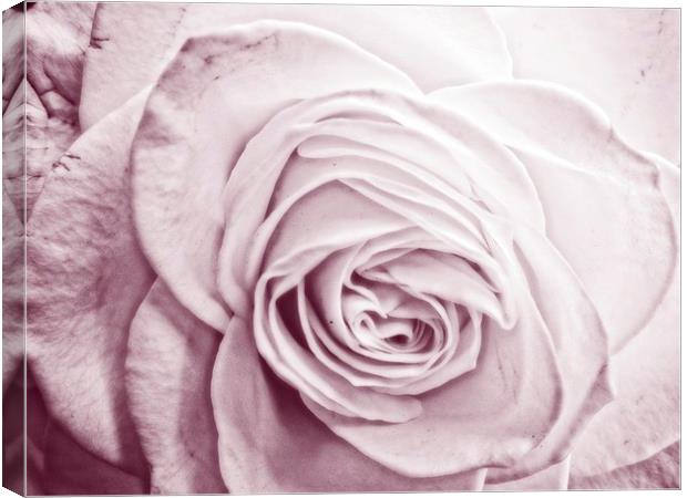 lavender rose Canvas Print by chrissy woodhouse