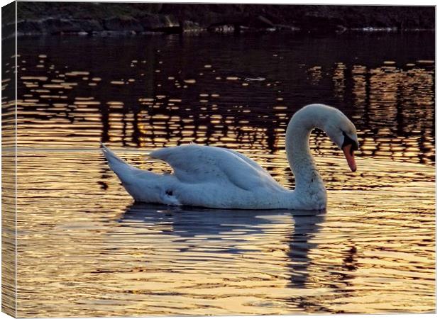 Graceful swan Canvas Print by chrissy woodhouse