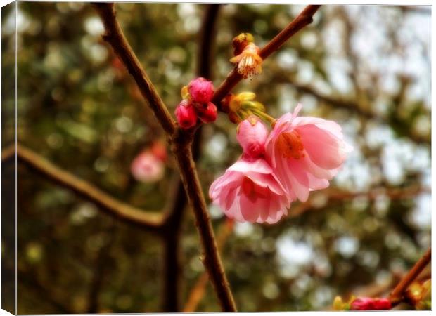 Cherry Blossom Canvas Print by chrissy woodhouse