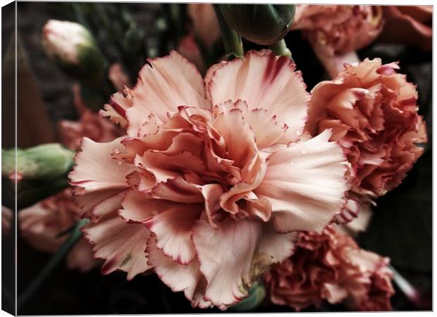 vintage carnation Canvas Print by chrissy woodhouse