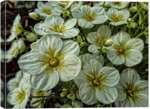 Flowers Canvas Print by chrissy woodhouse