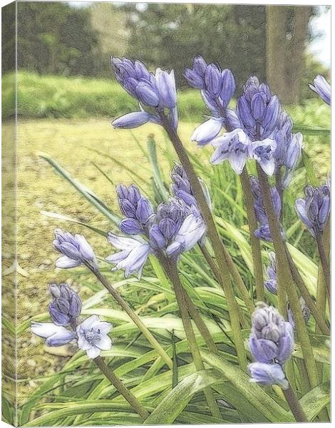 bluebells Canvas Print by chrissy woodhouse