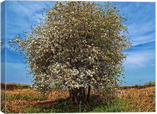hawthorn Canvas Print by chrissy woodhouse