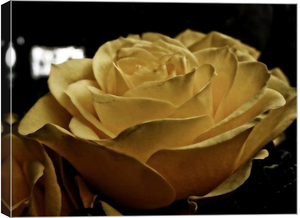 yellow rose Canvas Print by chrissy woodhouse