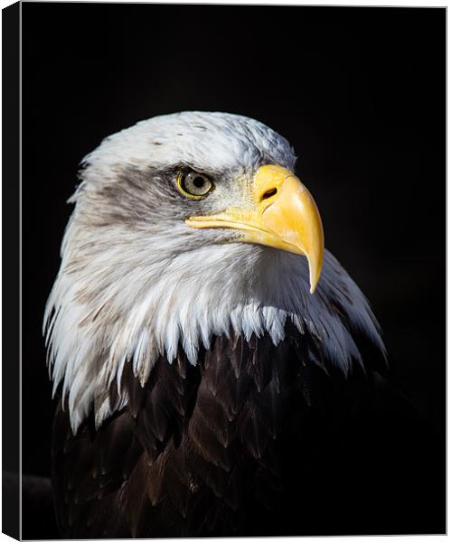 Bald Eagle Canvas Print by Andy McGarry
